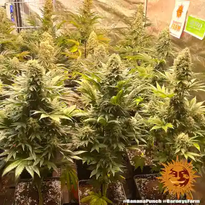 Banana Punch Feminised Seeds