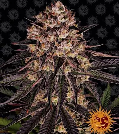 Biscotti Mintz Feminised Seeds