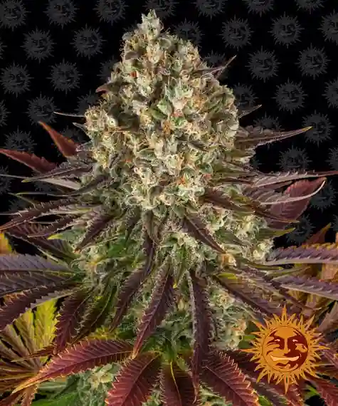 Biscotti Feminised Seeds