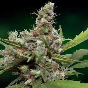 Blue Shark CBD Feminised Seeds