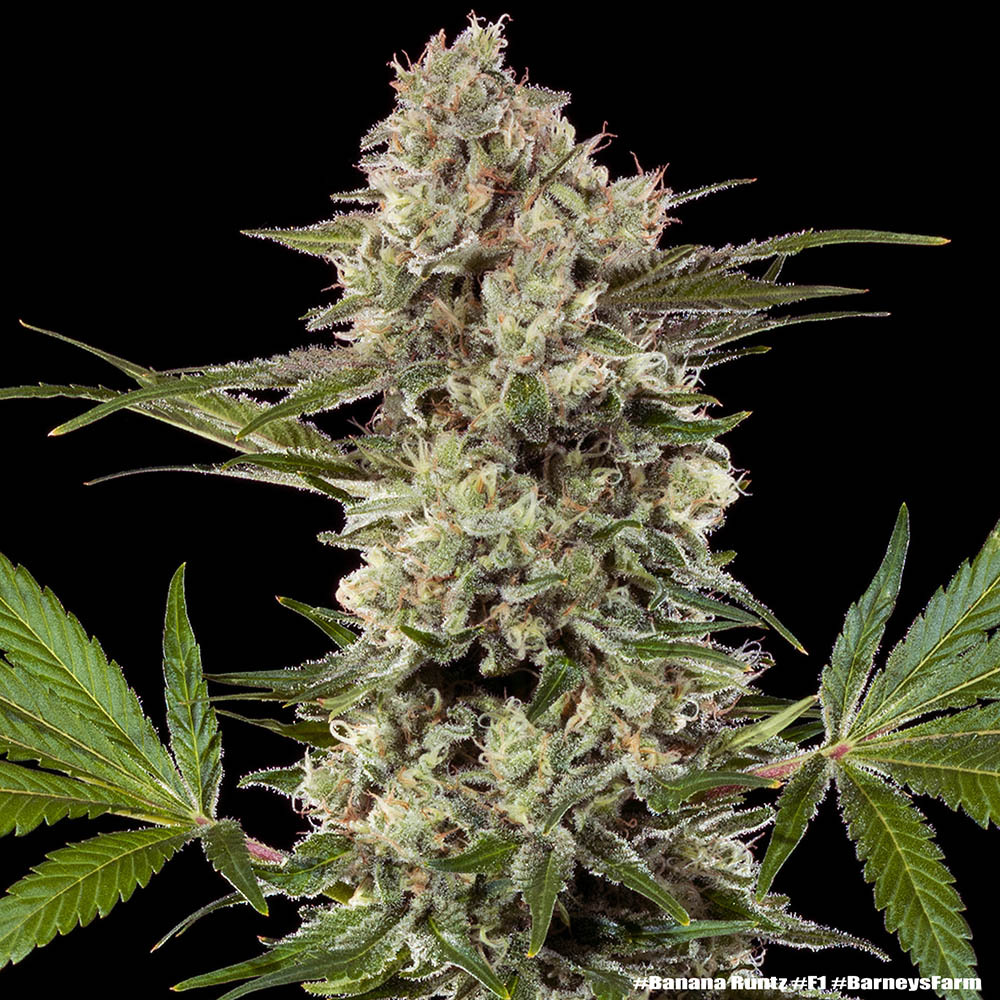 Banana Runtz F1 Feminised Seeds