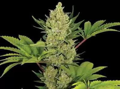 Blueberry Cheese Auto Feminised Seeds