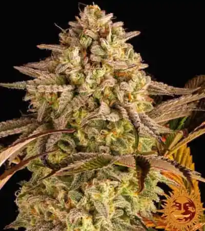 Blue Sunset Sherbert Feminised Seeds