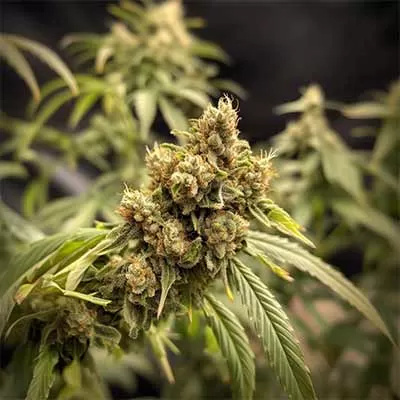 Black Cherry Gushers Feminised Seeds