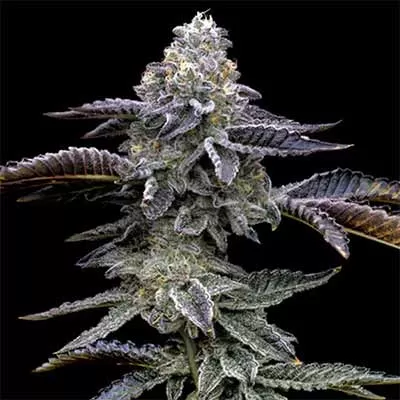 Blue Dream Feminised Seeds