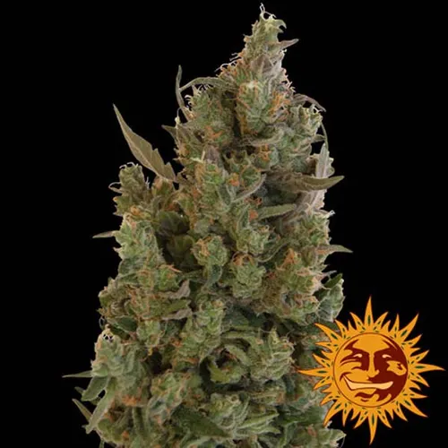Blue Cheese (Blueberry Cheese) Feminised Seeds