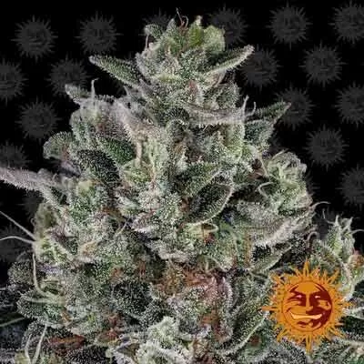 Bubblegum Gelato Feminised Seeds