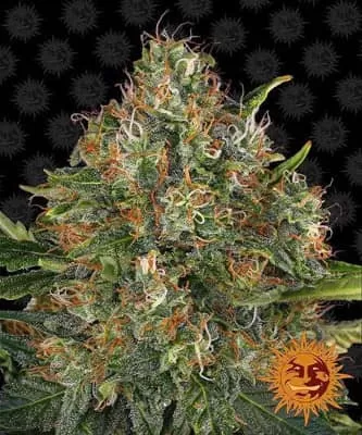 G13 Haze Feminised Seeds