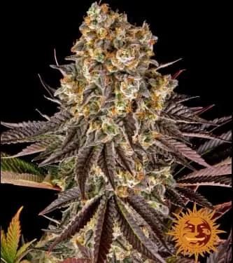 Gelato 45 Feminised Seeds