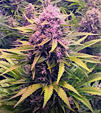 Dos Si Dos Auto Feminised Seeds
