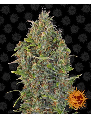 Critical Kush Auto Feminised Seeds