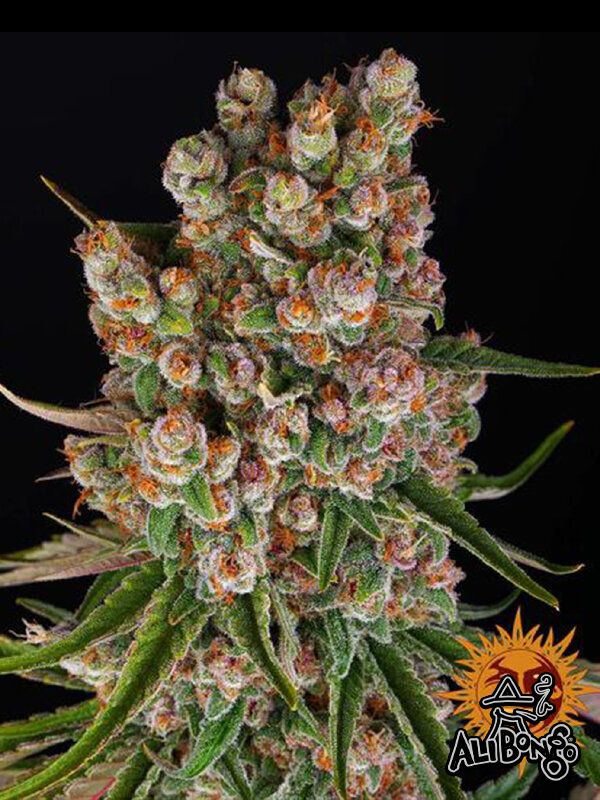 GMO Auto Feminised Seeds