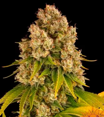 Cheese Auto Feminised Seeds