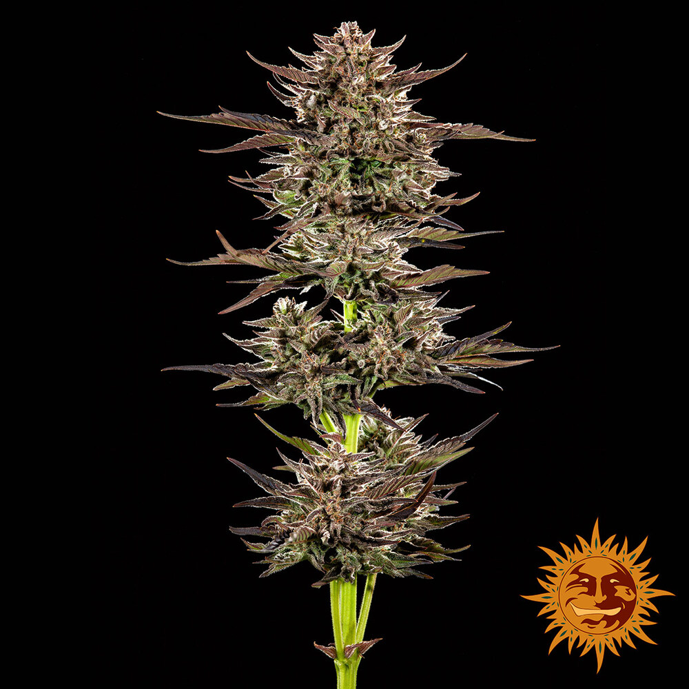 SeedsFrosted Zinn x 3 Bears OG Auto Feminised