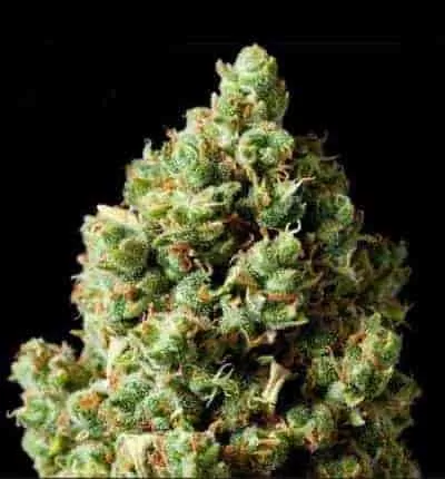 Critical Kush Feminised Seeds