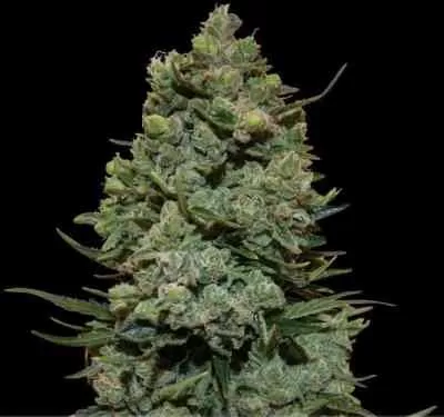 Cookies Kush Feminised Seeds