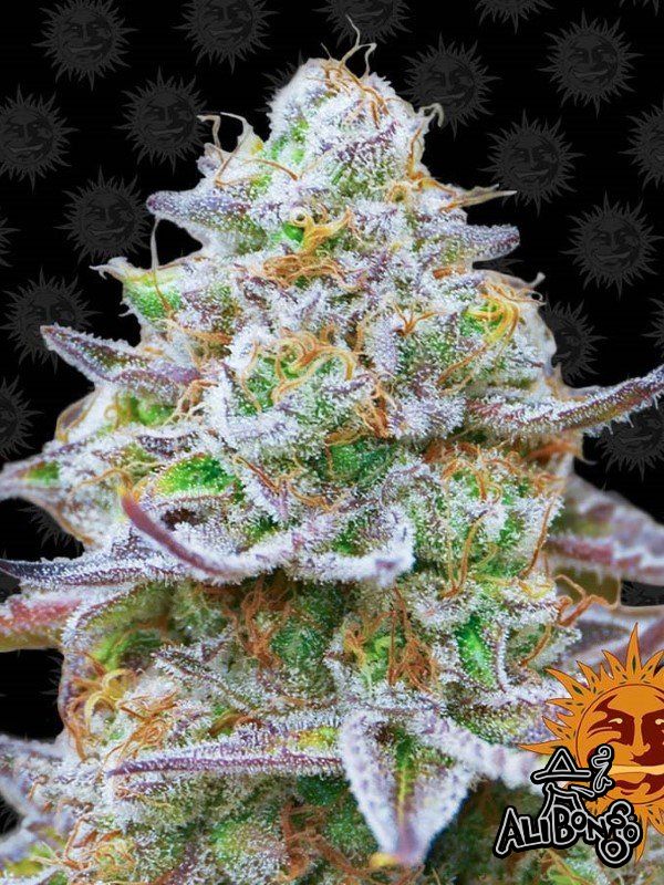 Gorilla Zkittlez Feminised Seeds