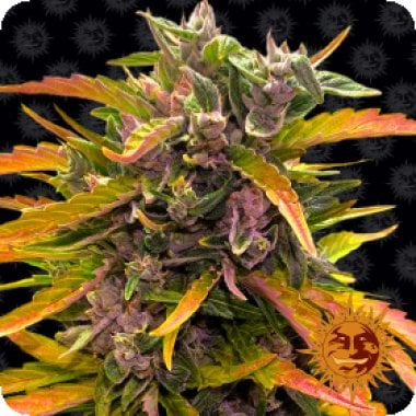 GG4 Auto Feminised Seeds