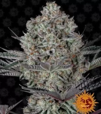 Dos Si Dos 33 Feminised Seeds