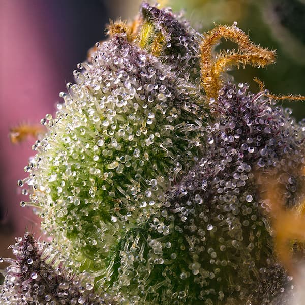 Hindu Kush Feminised Seeds