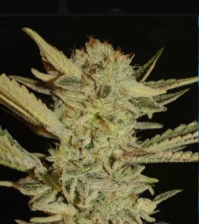 Bubble Gum F1 Auto Feminised Seeds