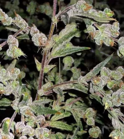 Dr Grinspoon Feminised Seeds