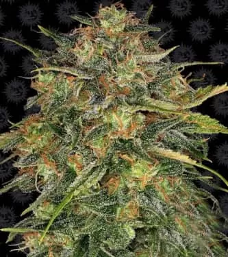 Cheese Feminised Seeds