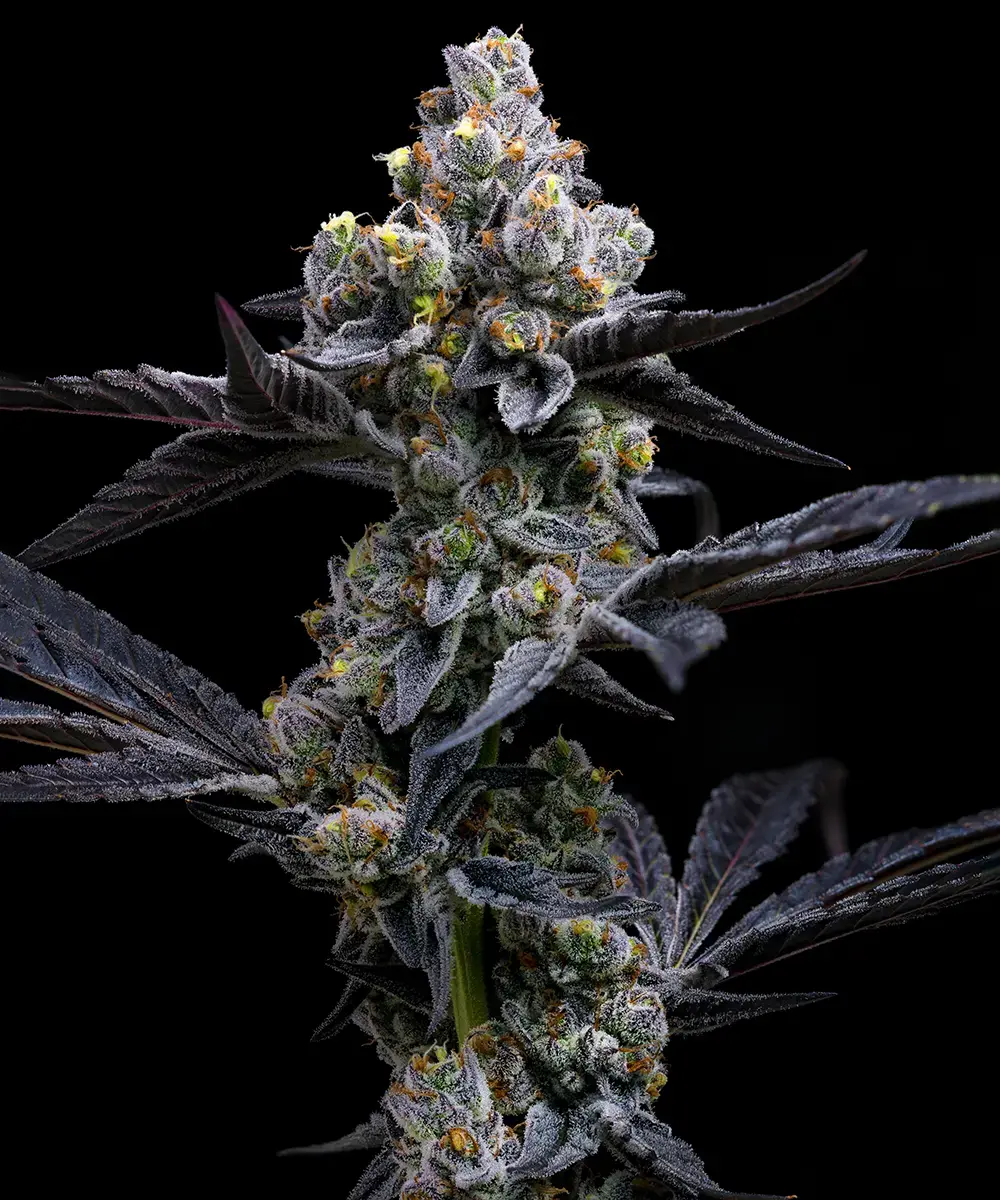 Garlic Cookies Feminised Seeds