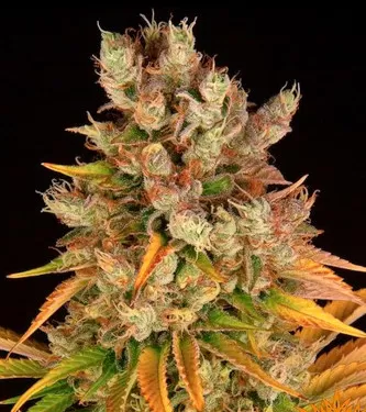 GMO Feminised Seeds