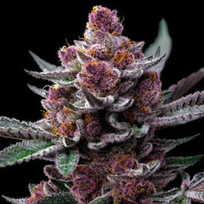 Candy Pack Bundle Feminised Seeds
