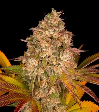 Cookies Kush Auto Feminised Seeds