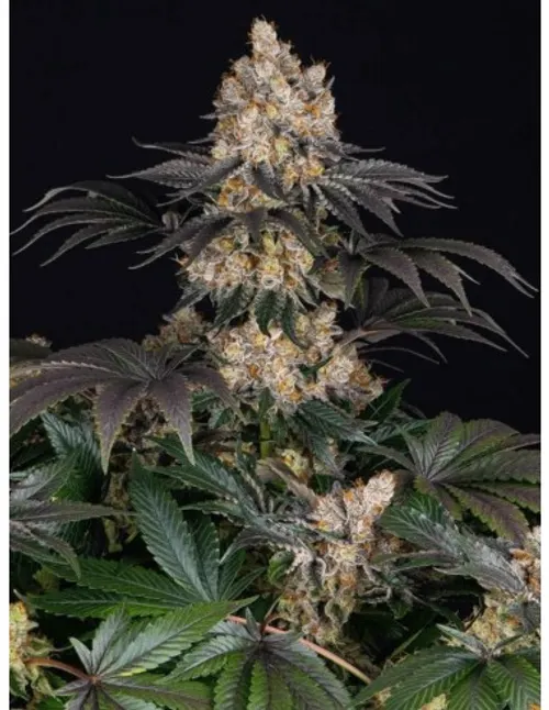 Gelato Feminised Seeds