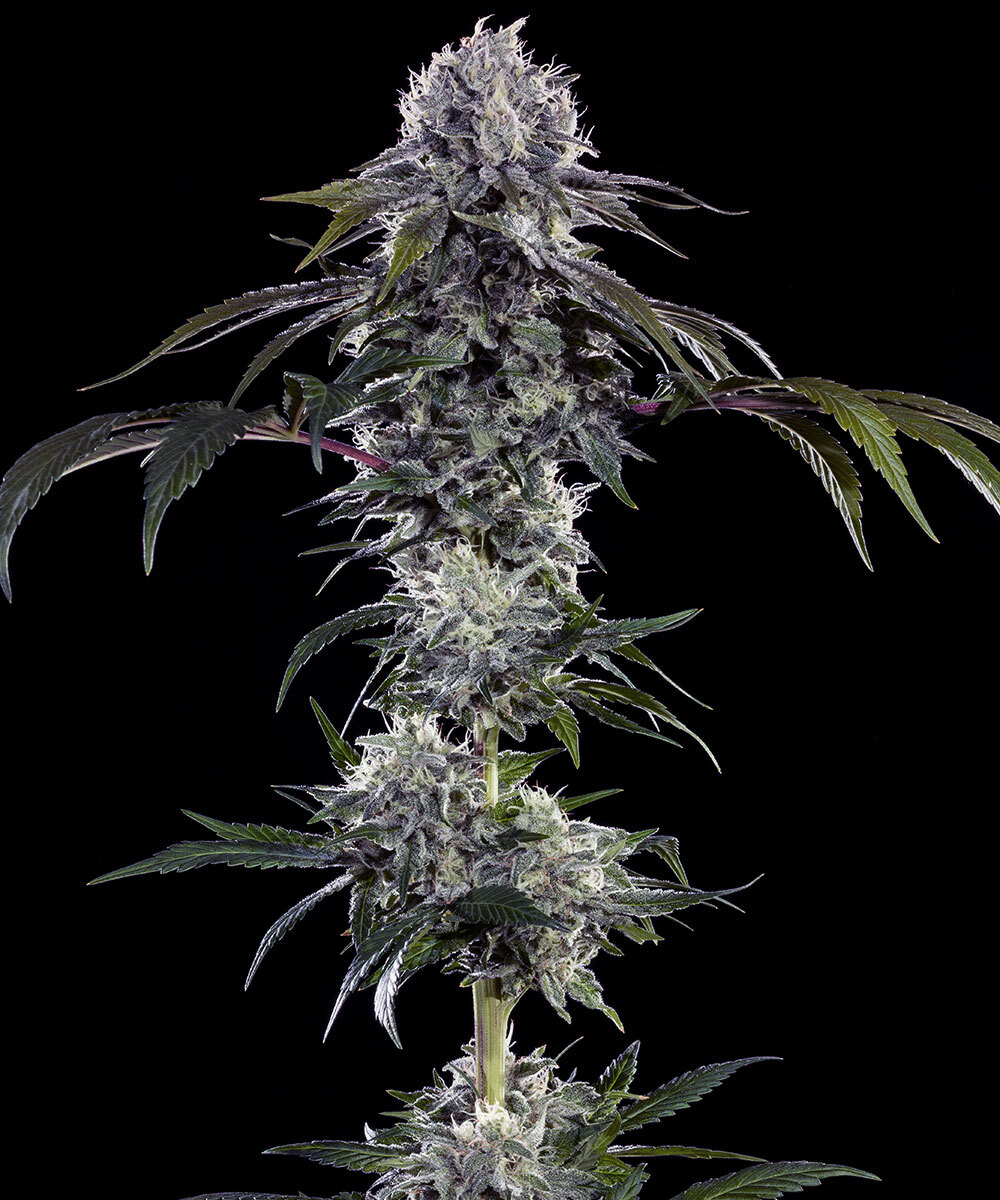 Durban Z F1 Feminised Seeds