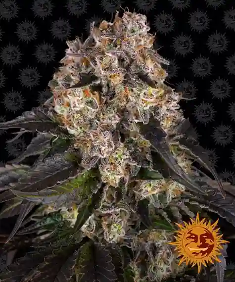 Girl Scout Cookies Feminised Seeds