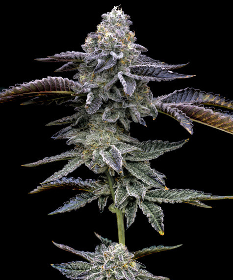 Gas Pack Bundle Feminised Seeds