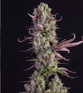Gorilla Zkittlez Auto Feminised Seeds