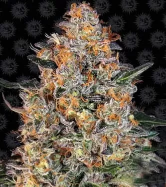 Bubba Kush Feminised Seeds