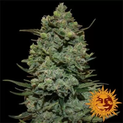 Cookie Casket Feminised Seeds
