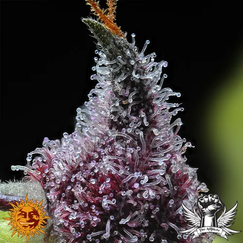Cherry Poppers Feminised Seeds