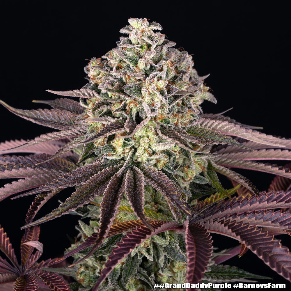 GrandDaddy Purple Feminised Seeds
