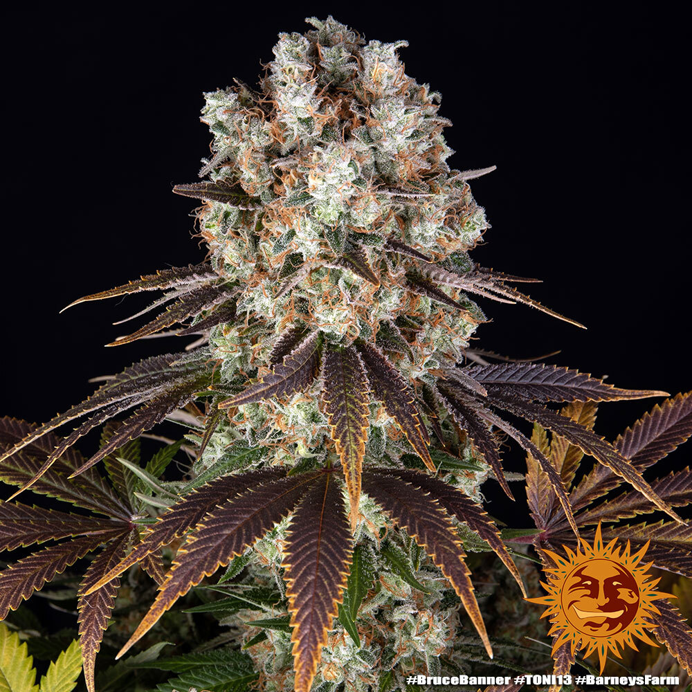 Bruce Banner Auto Feminised Seeds