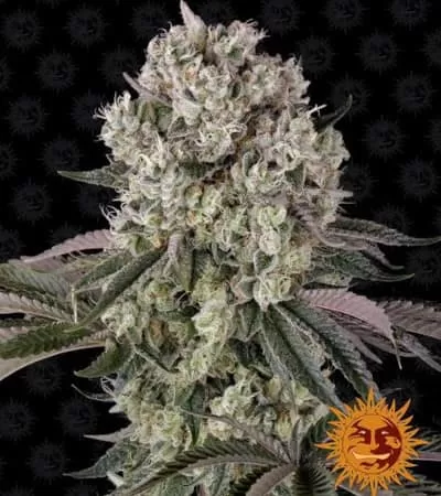 Glookies Feminised Seeds