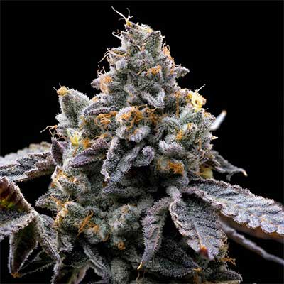 GMO Cookies Feminised Seeds