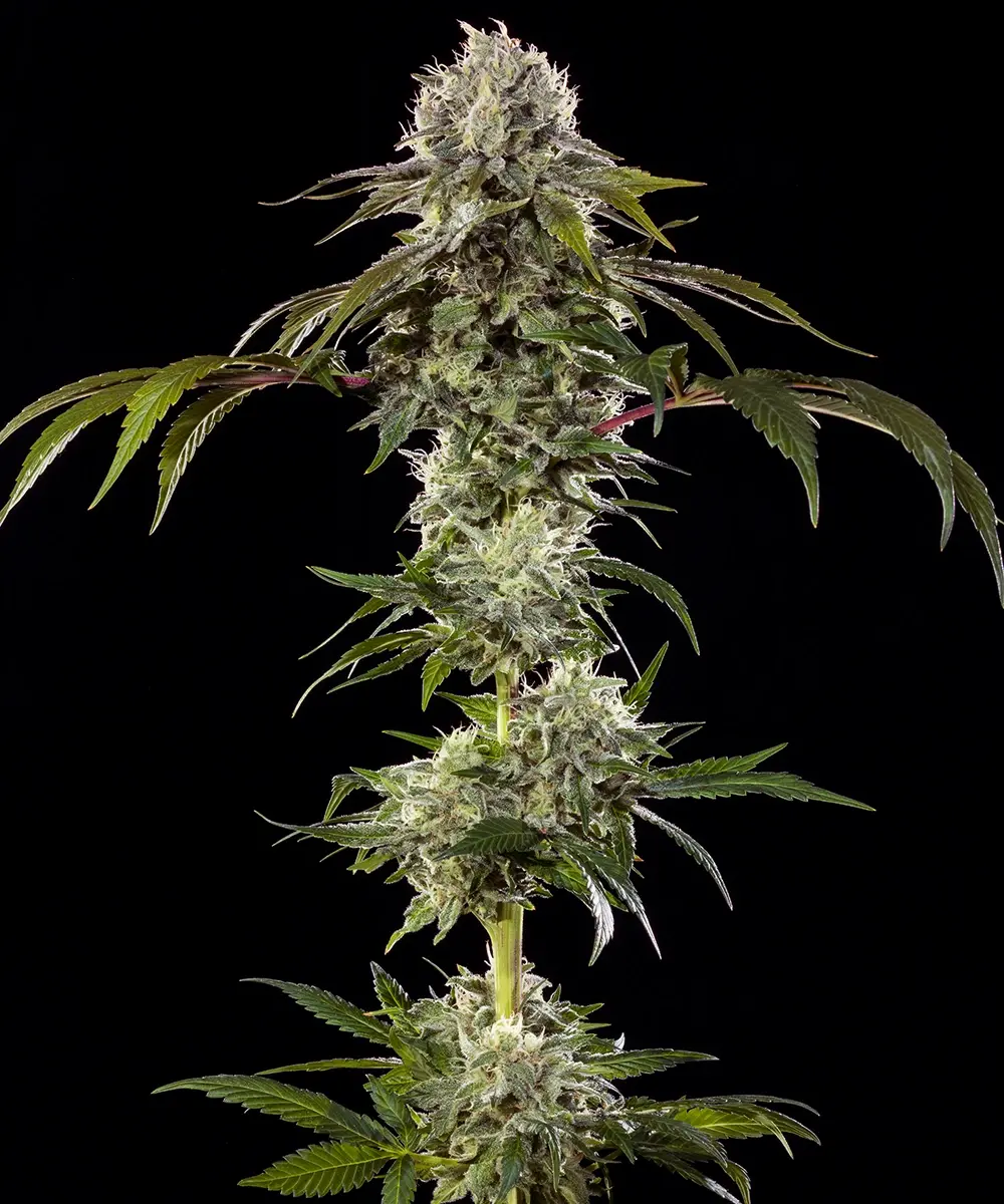Durban Poison F1 Feminised Seeds