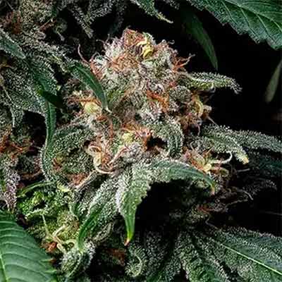 Mendo Breath Feminised Seeds