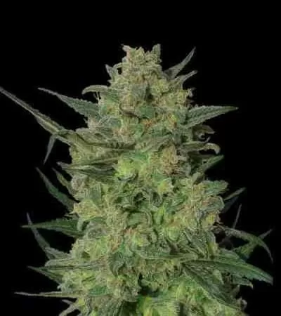 LSD Feminised Seeds