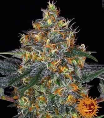 Moby Dick Auto Feminised Seeds