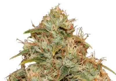 Lemon Potion CBD Auto Feminised Seeds