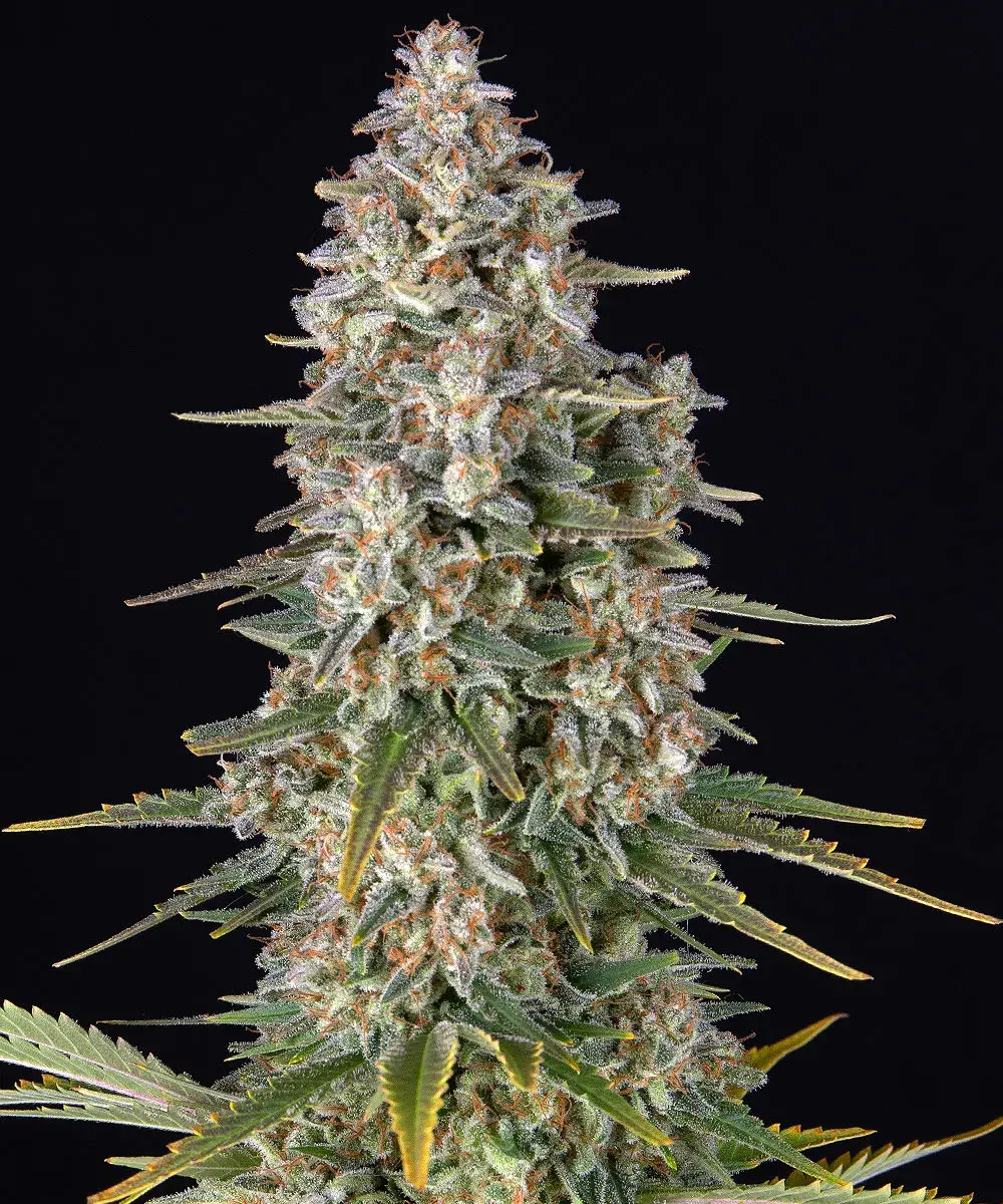 Pineapple Chunk Feminised Seeds