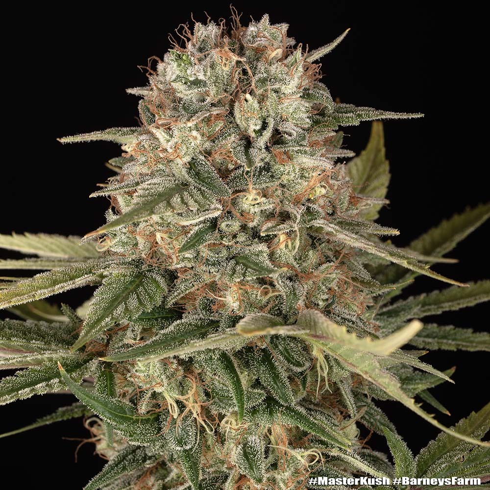Master Kush Regular Seeds